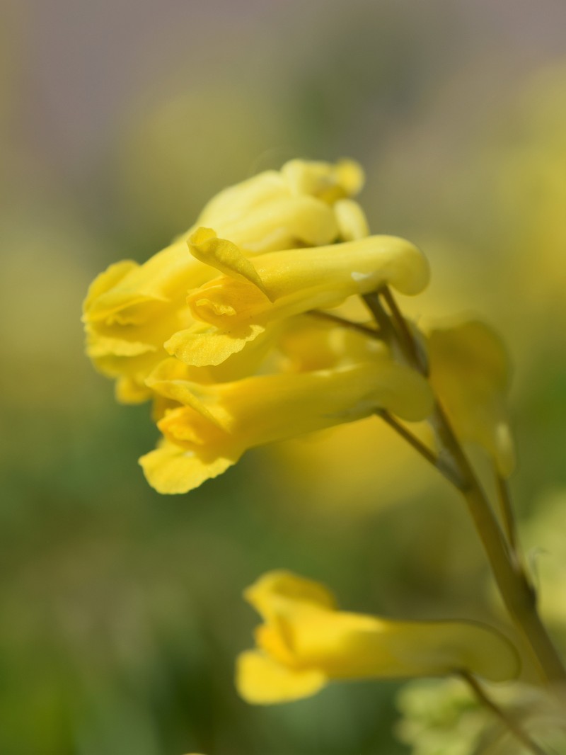 Rock Fumewort photo 4