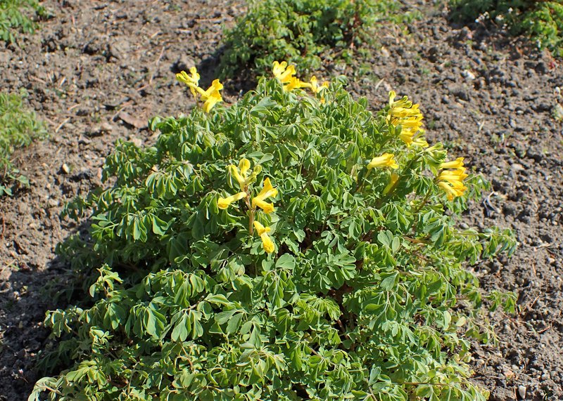 Rock Fumewort photo 7