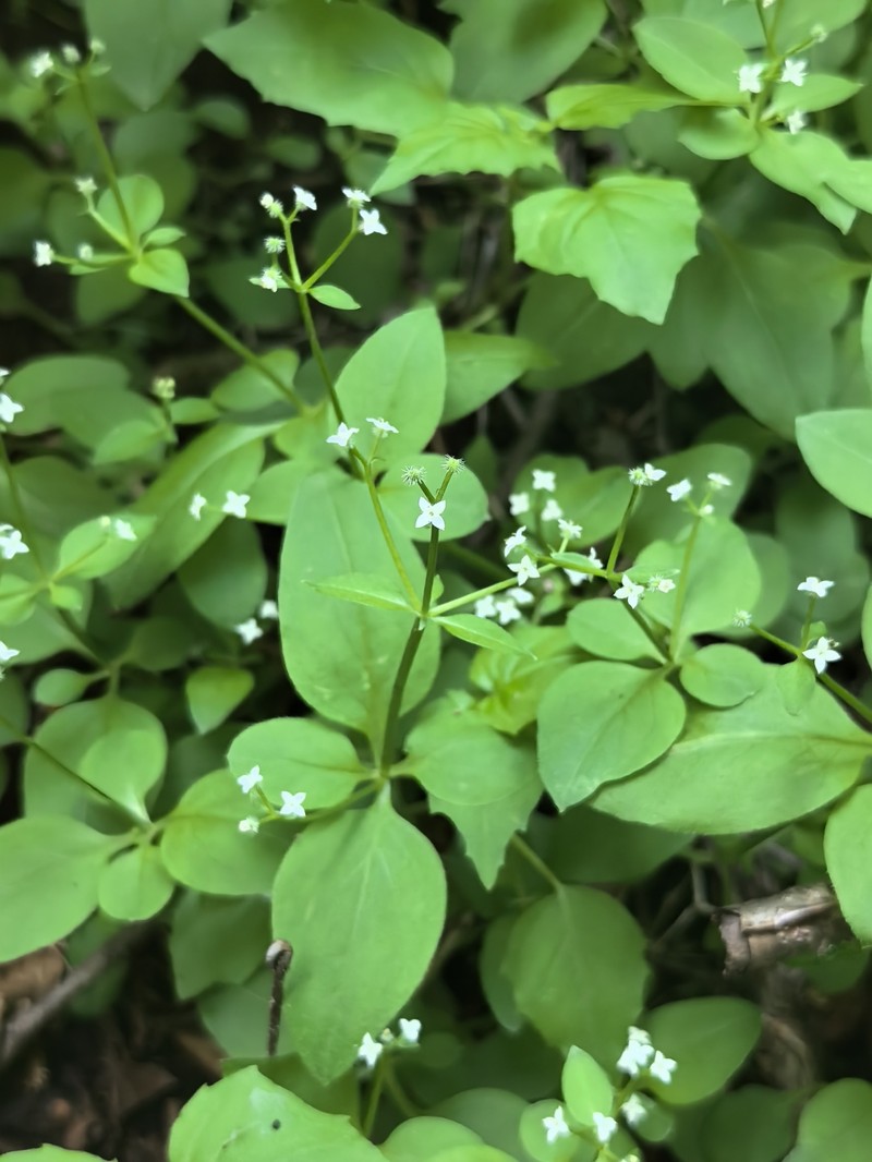 Pseudogalium paradoxum