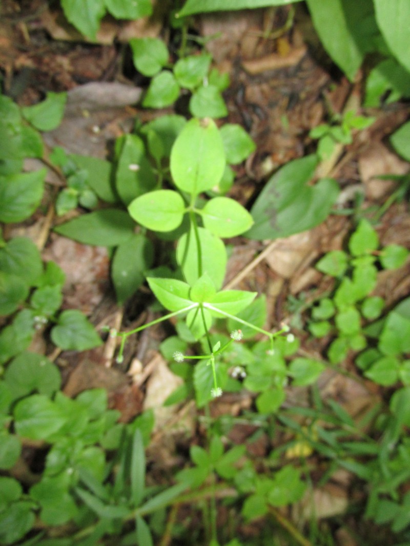 Pseudogalium paradoxum photo 2