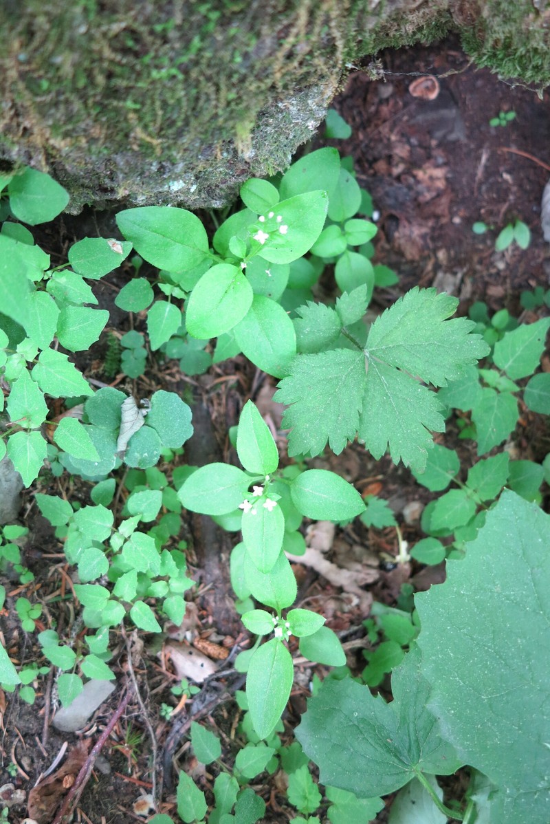 Pseudogalium paradoxum photo 3