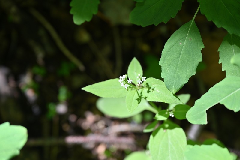 Pseudogalium paradoxum photo 4