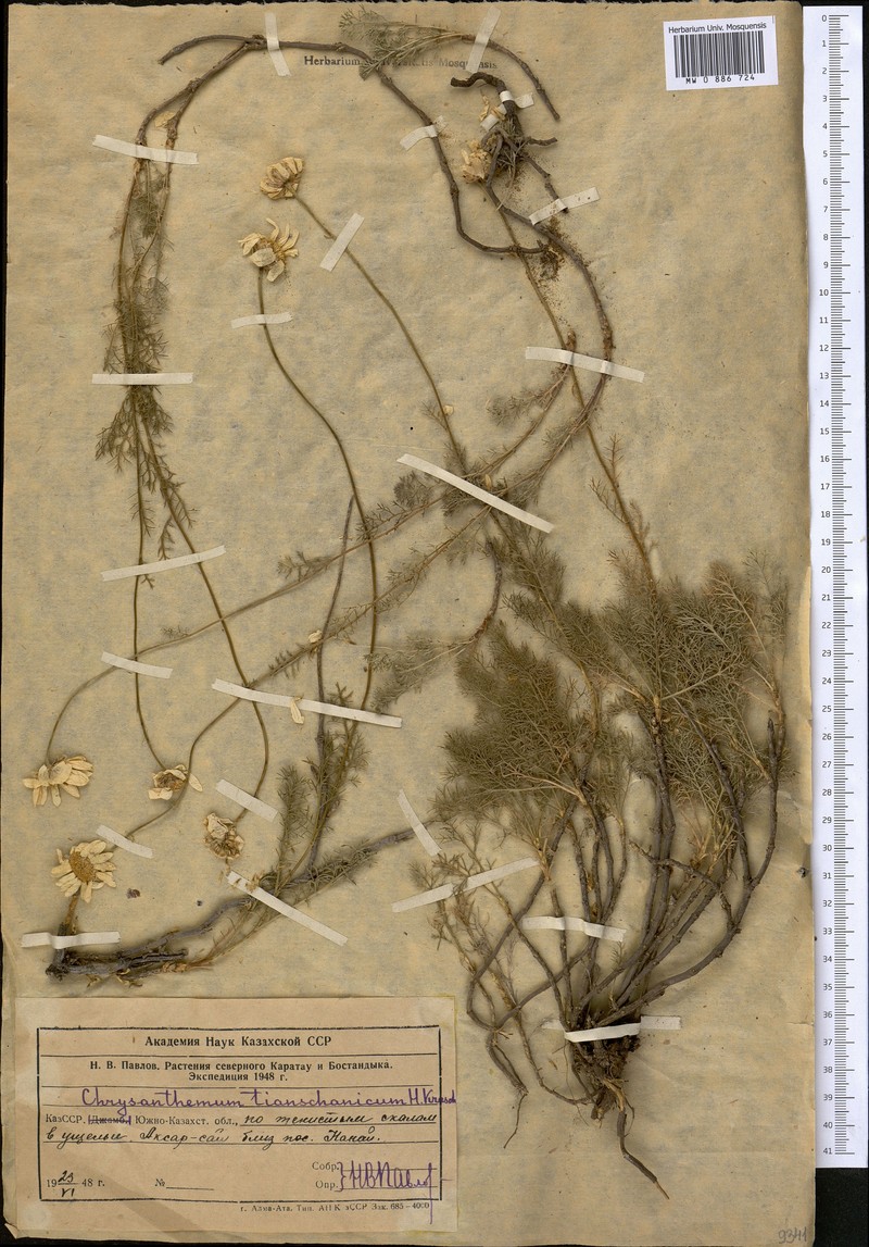 Pseudoglossanthis aulieatensis