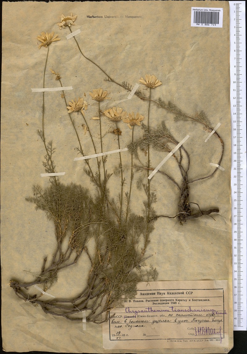 Pseudoglossanthis aulieatensis photo 2