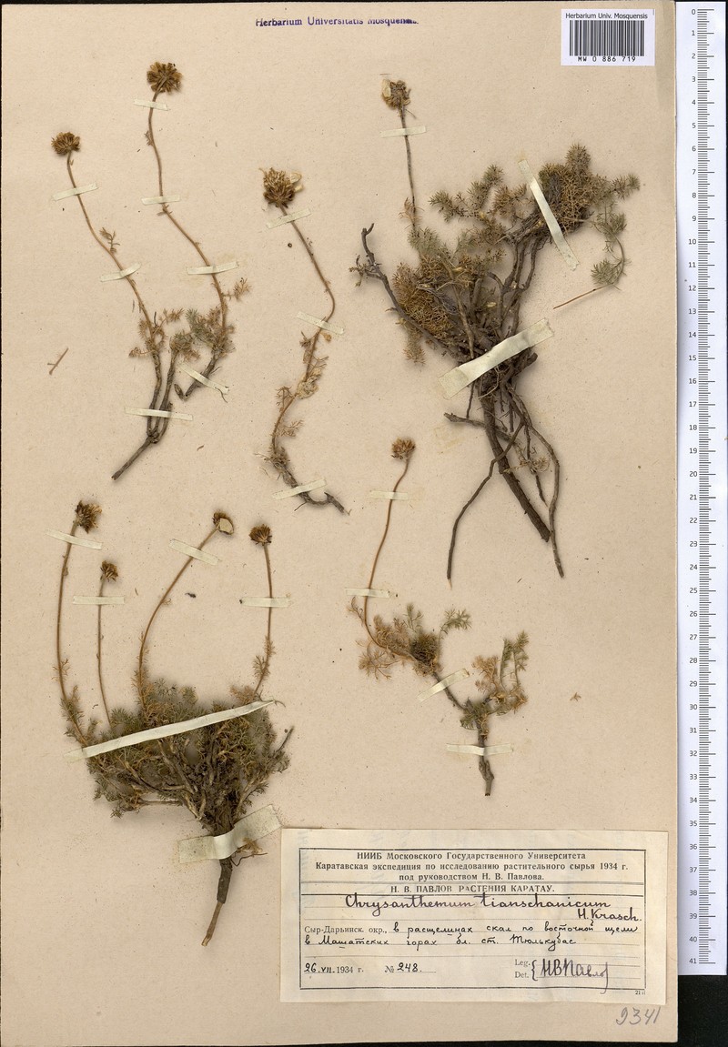 Pseudoglossanthis aulieatensis photo 3