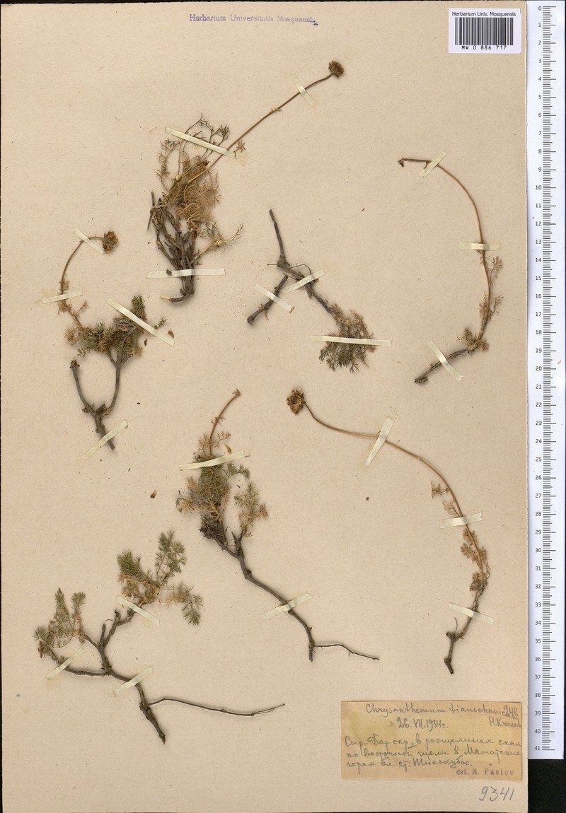 Pseudoglossanthis aulieatensis photo 4