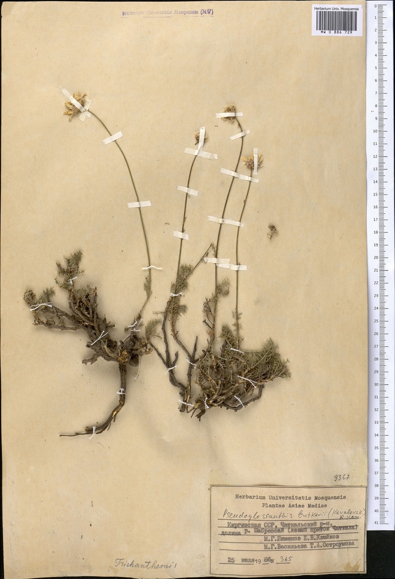 Pseudoglossanthis butkovii
