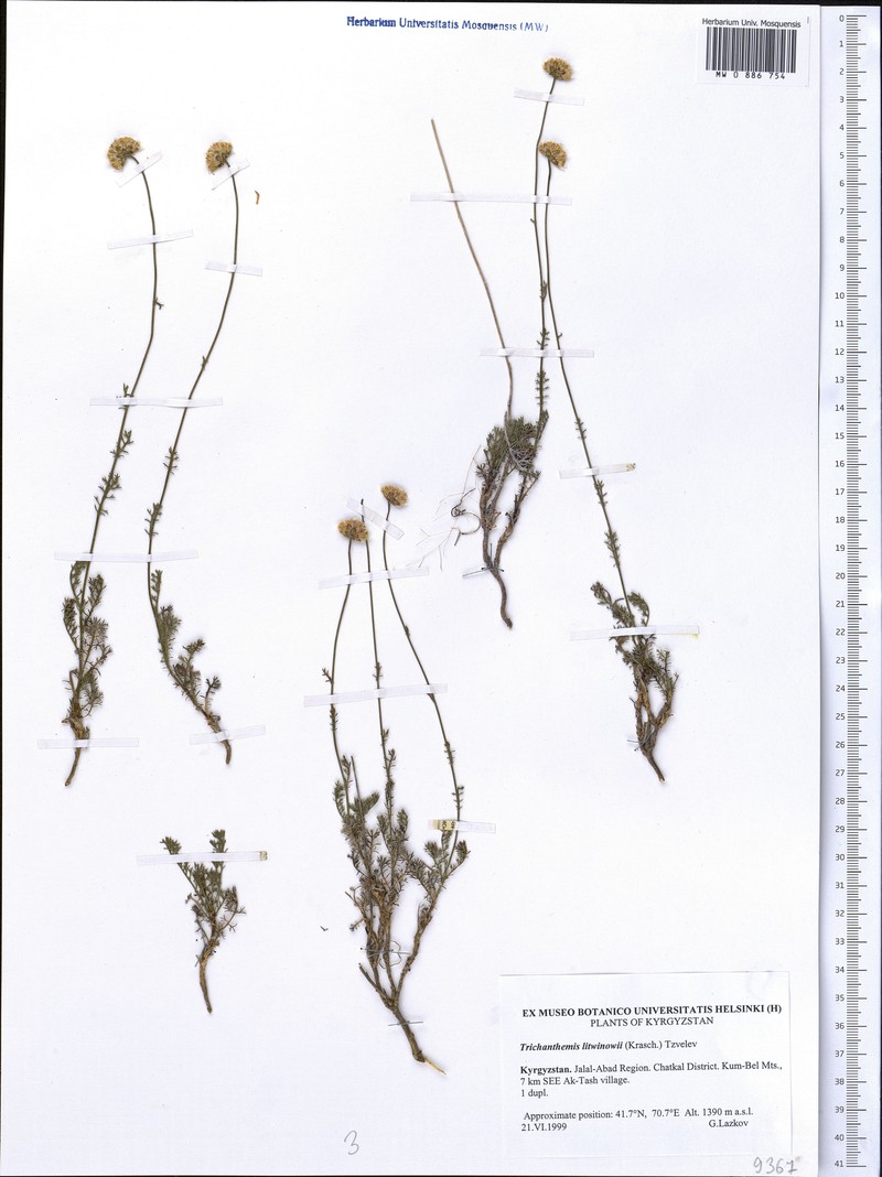 Pseudoglossanthis litwinowii