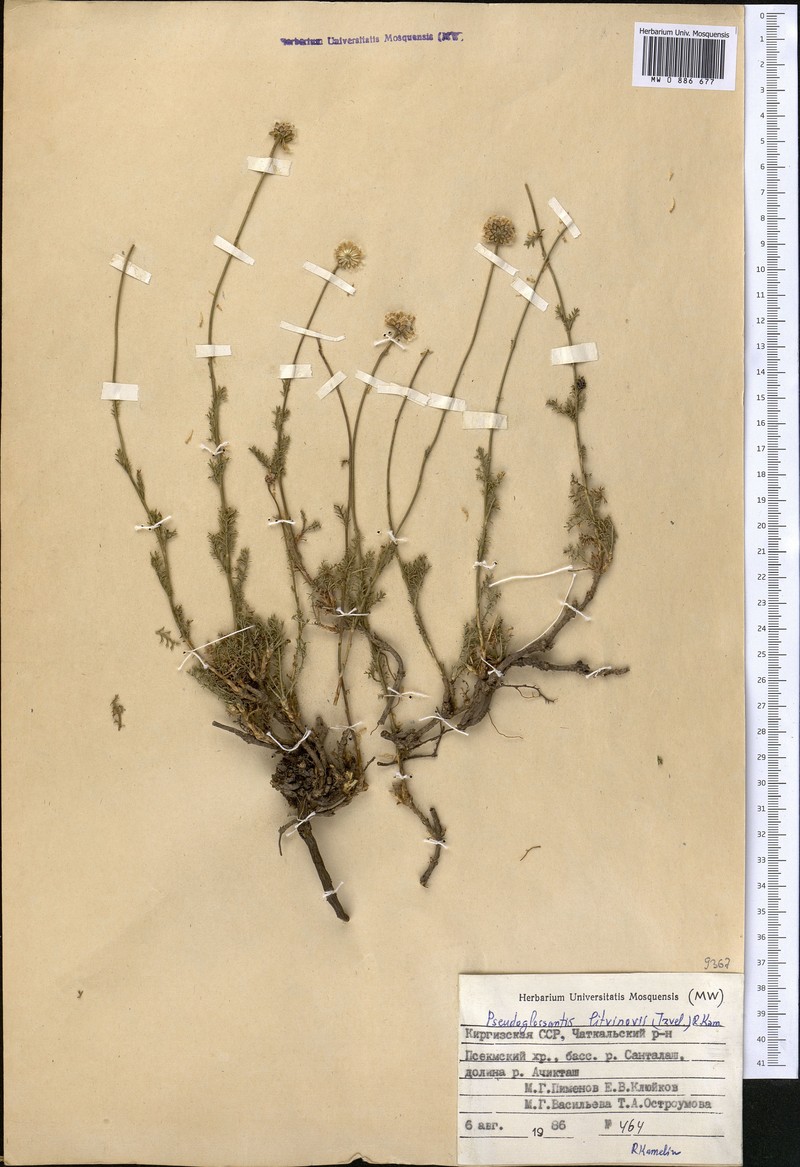 Pseudoglossanthis litwinowii photo 2