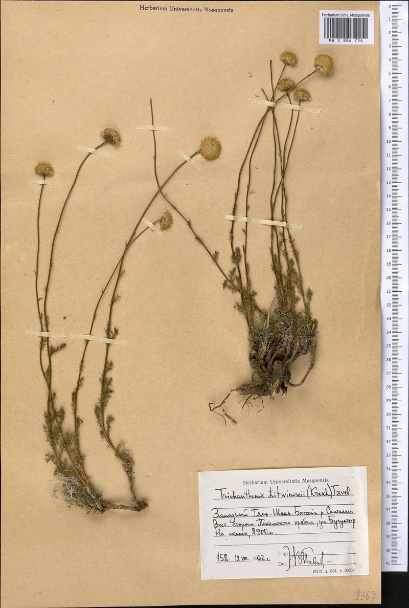 Pseudoglossanthis litwinowii photo 3