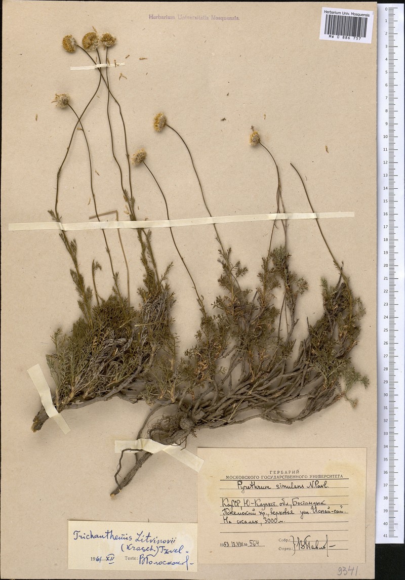 Pseudoglossanthis litwinowii photo 4