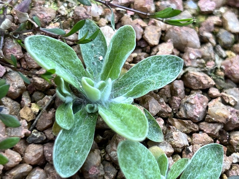 Pseudognaphalium adnatum