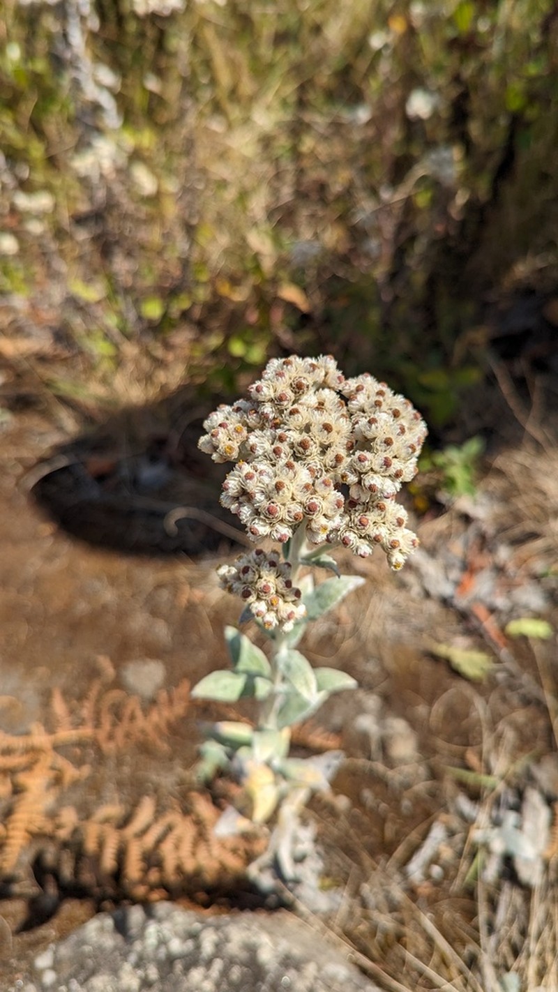 Pseudognaphalium adnatum photo 2