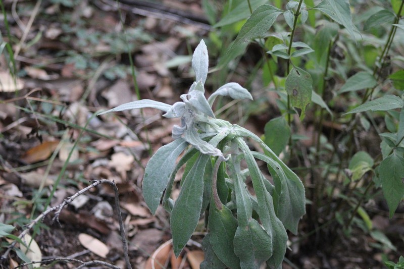 Pseudognaphalium adnatum photo 3