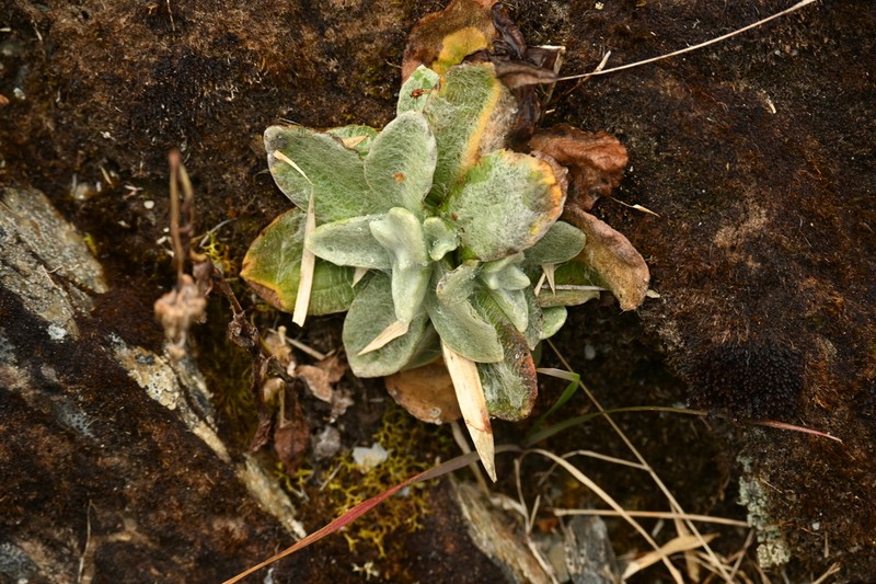 Pseudognaphalium adnatum photo 4