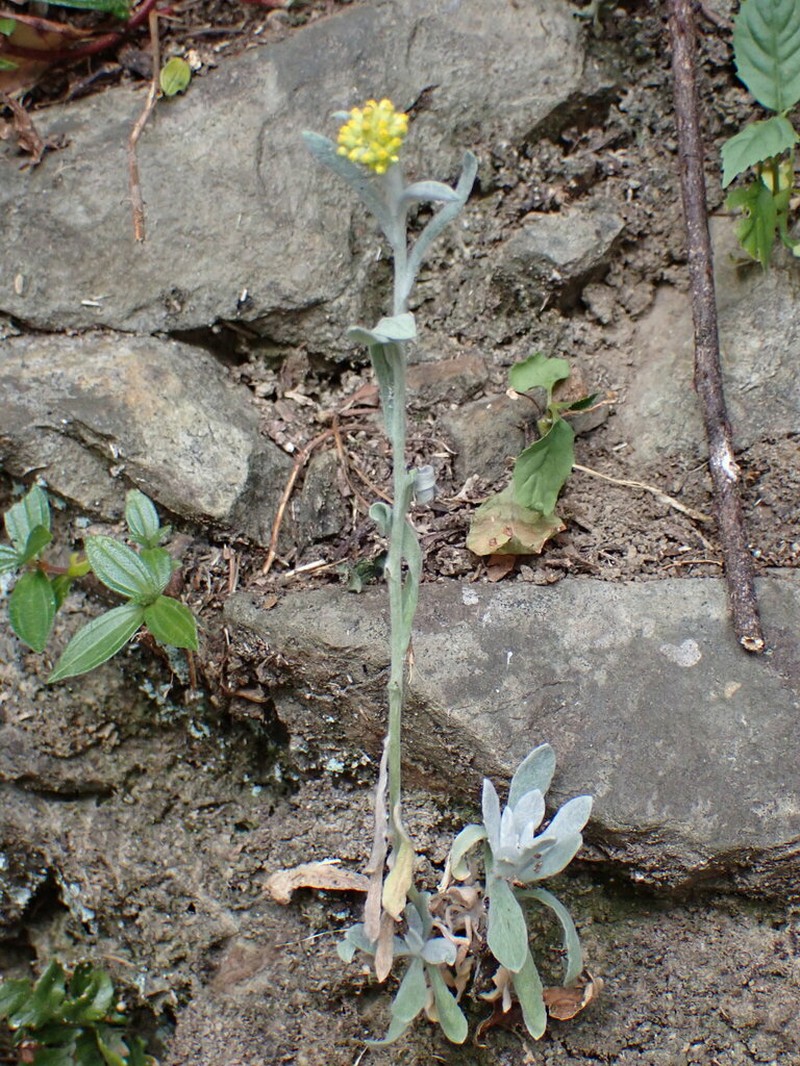 Pseudognaphalium adnatum photo 5