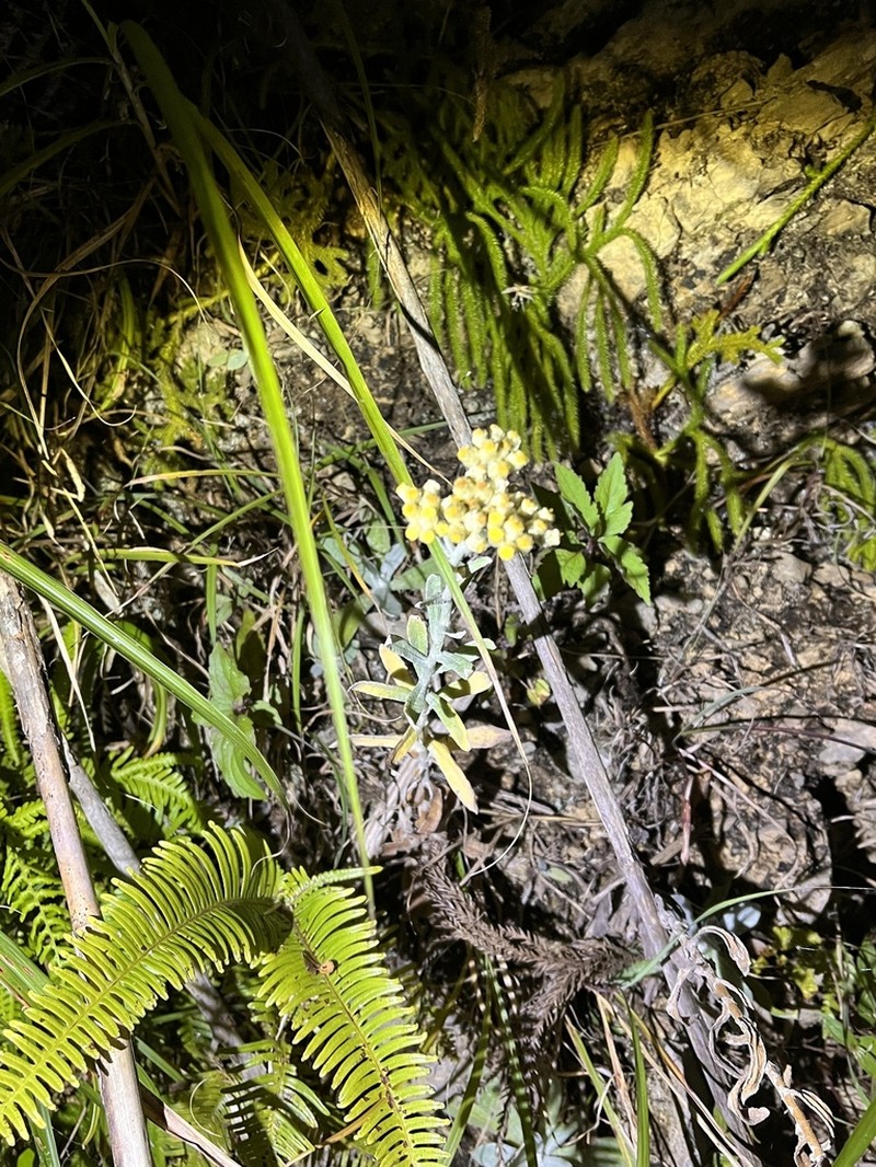 Pseudognaphalium adnatum photo 6