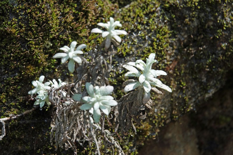 Pseudognaphalium adnatum photo 7