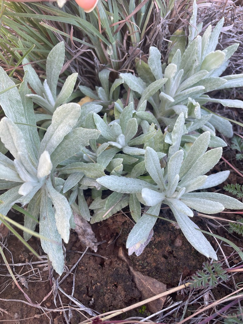 Pseudognaphalium adnatum photo 8