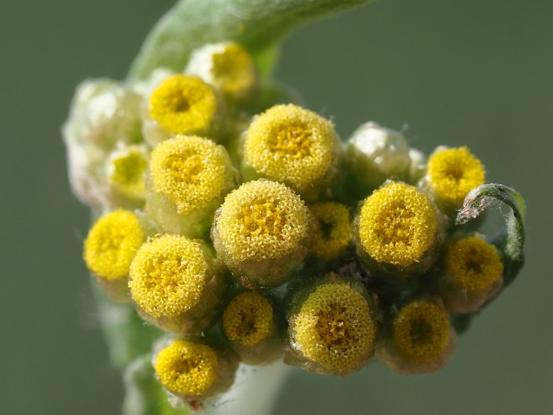 Pseudognaphalium affine