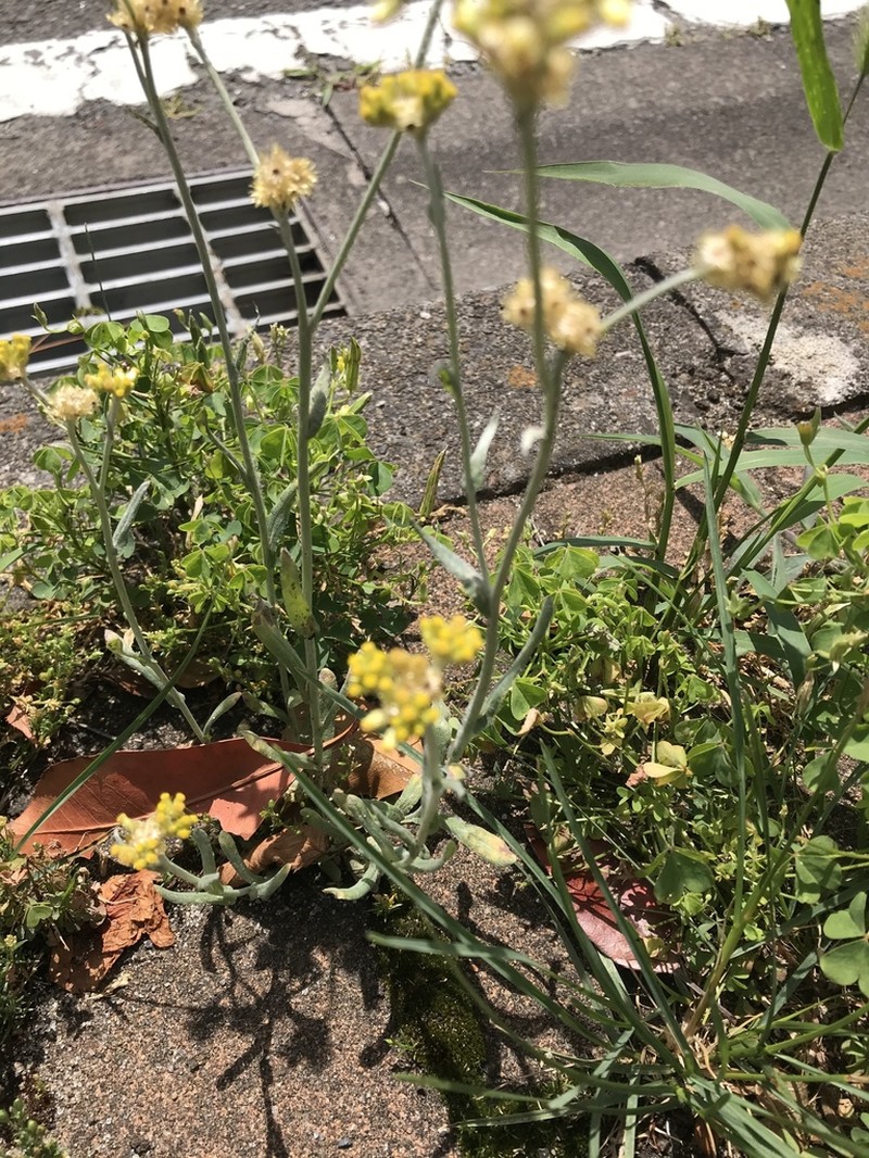 Pseudognaphalium affine photo 2