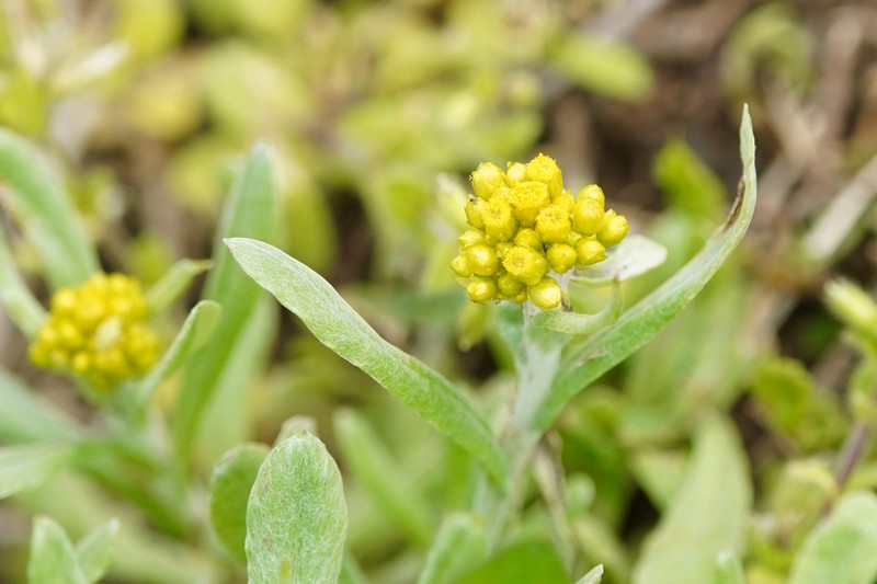 Pseudognaphalium affine photo 3