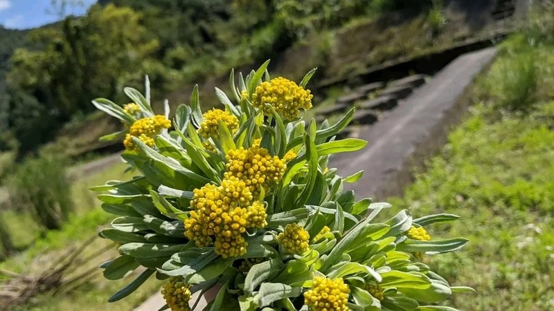 Pseudognaphalium affine photo 4