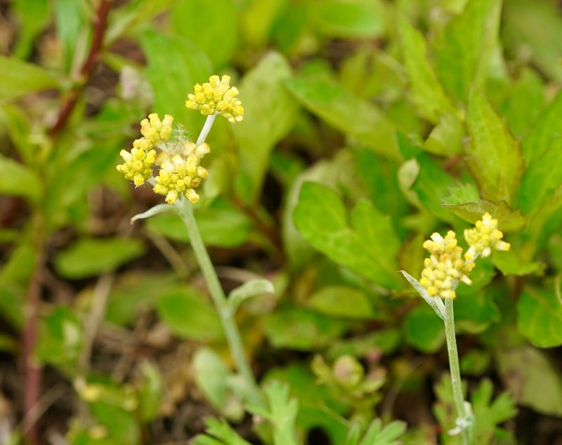 Pseudognaphalium affine photo 5