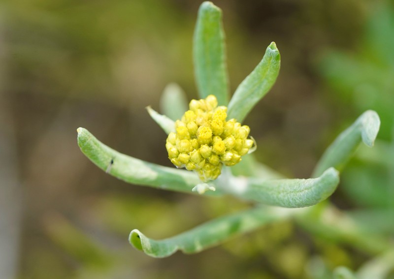 Pseudognaphalium affine photo 6