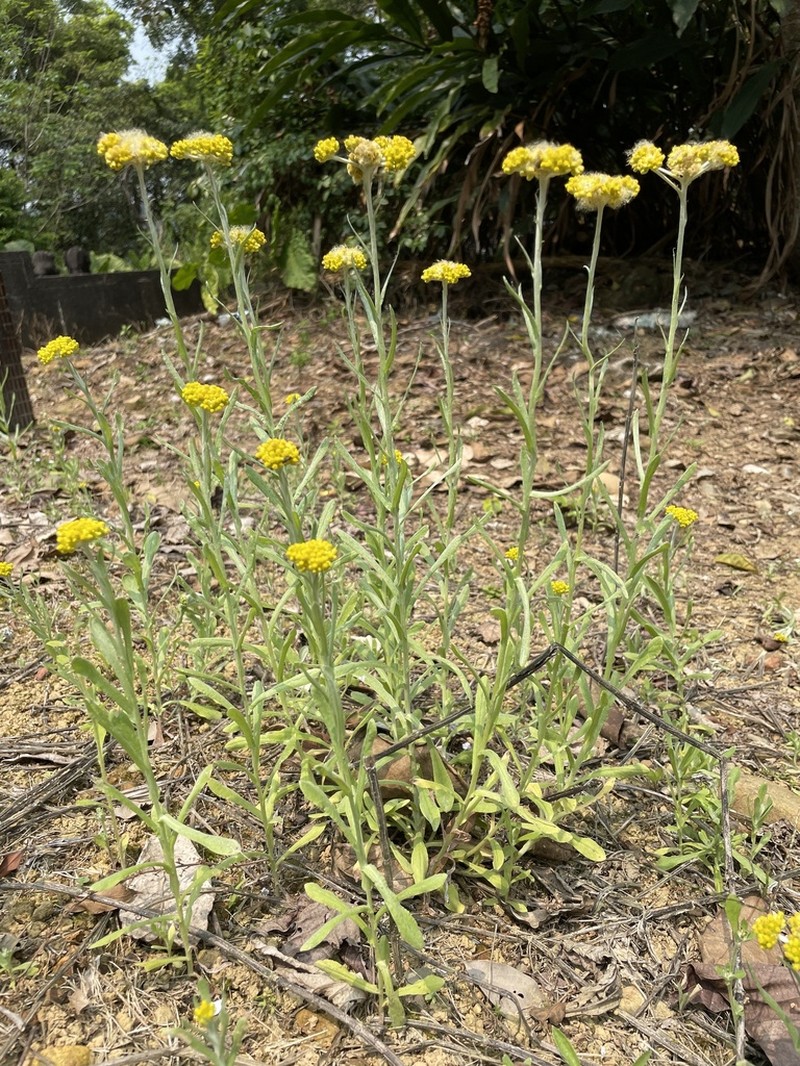 Pseudognaphalium affine photo 7