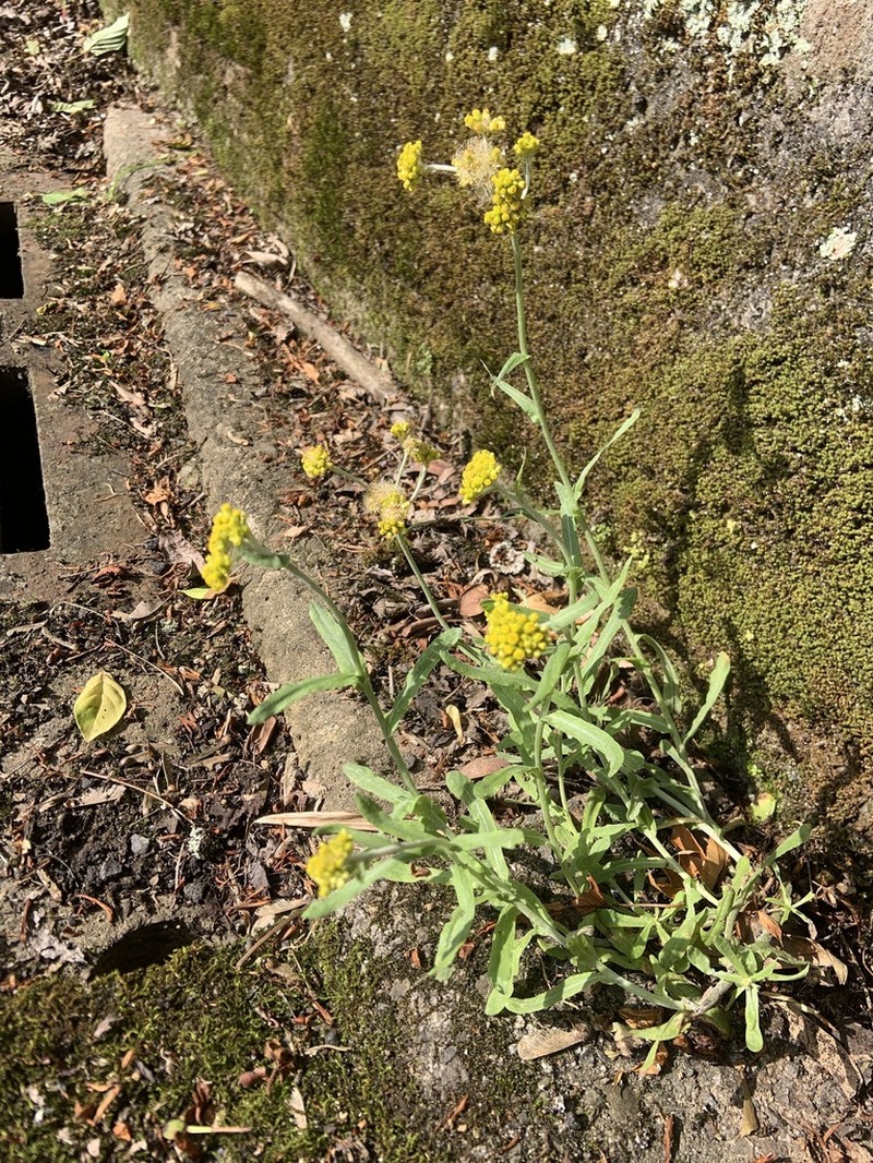 Pseudognaphalium affine photo 8