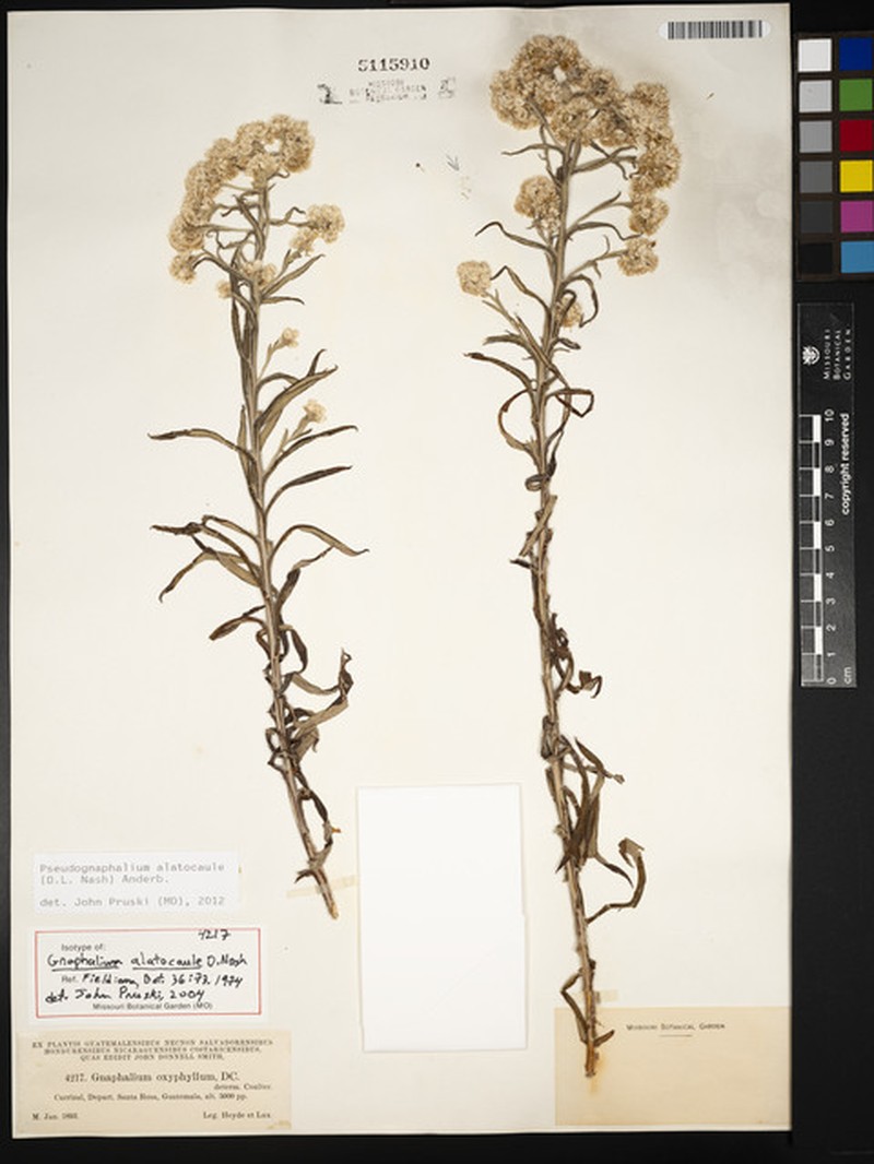 Pseudognaphalium alatocaule