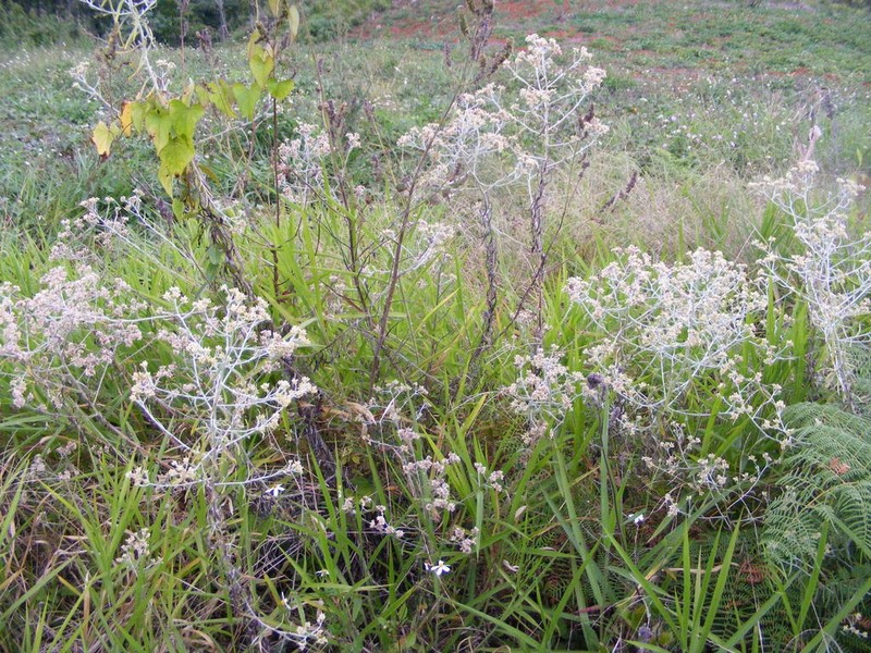 Pseudognaphalium albescens