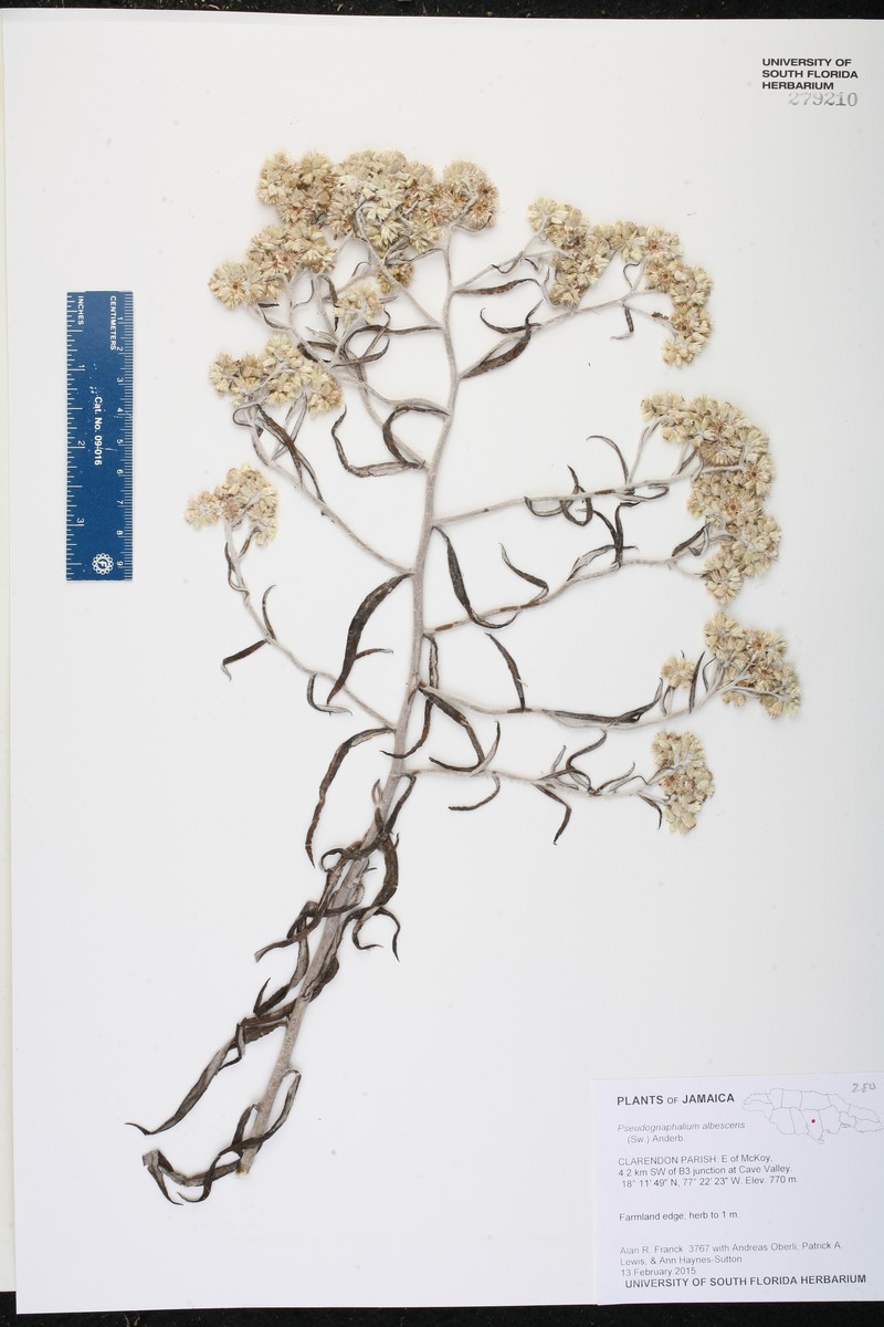 Pseudognaphalium albescens photo 2