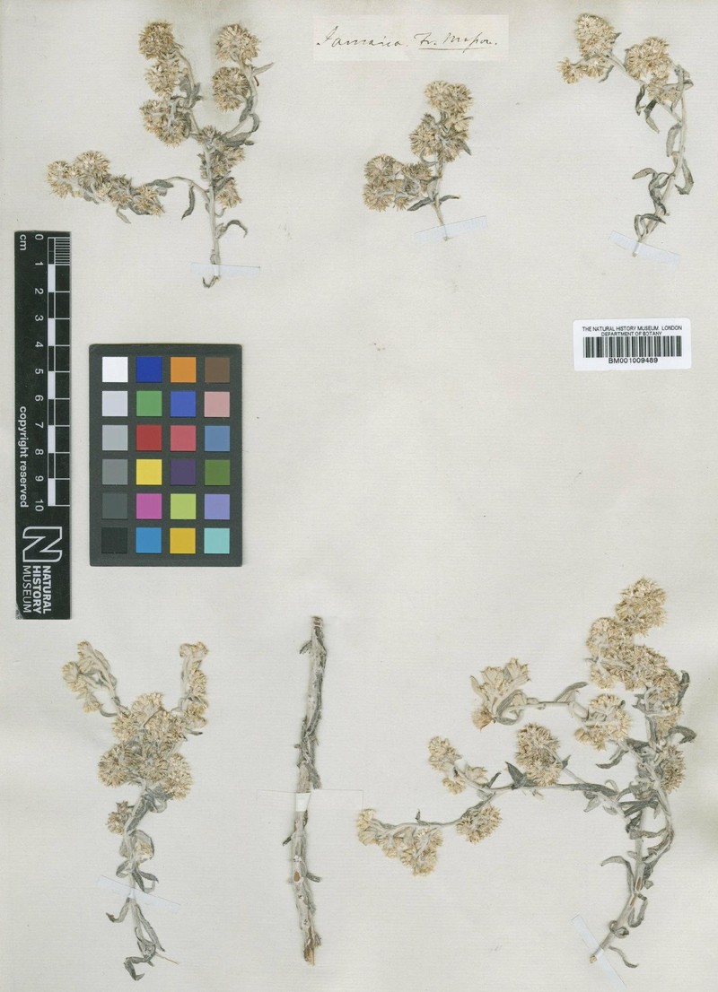 Pseudognaphalium albescens photo 3