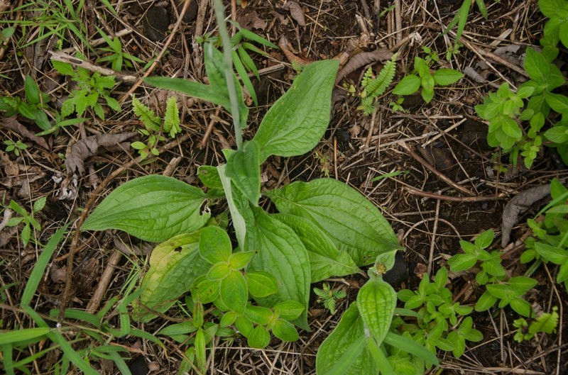 Pseudognaphalium aldunateoides