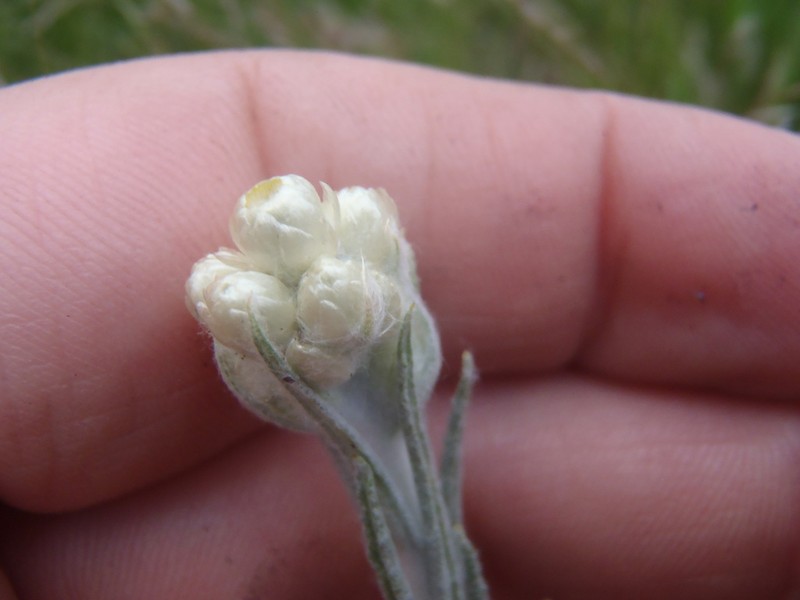 Arizona Cudweed photo 2