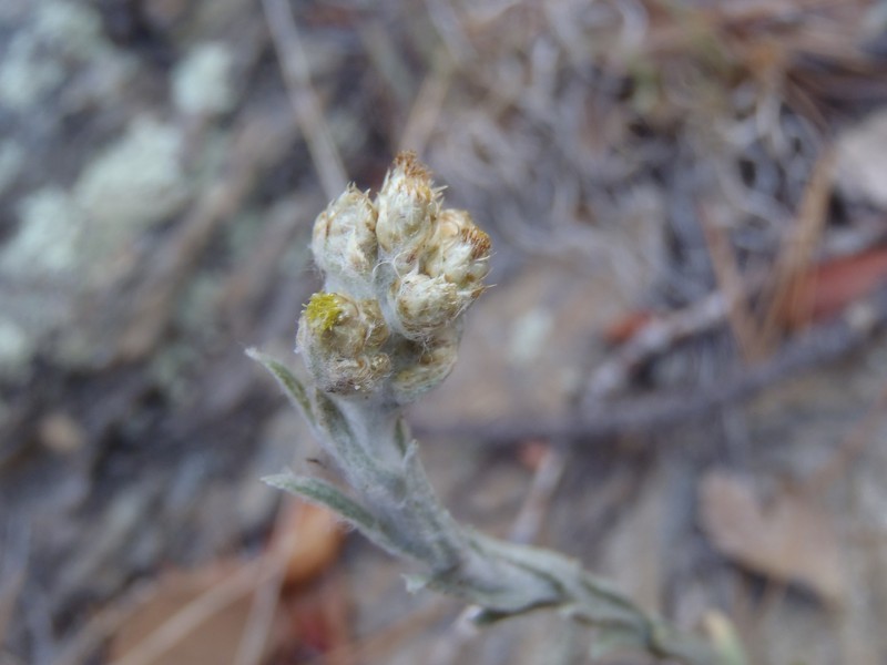 Arizona Cudweed photo 3