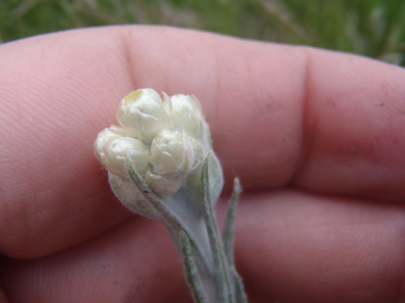 Arizona Cudweed photo 4