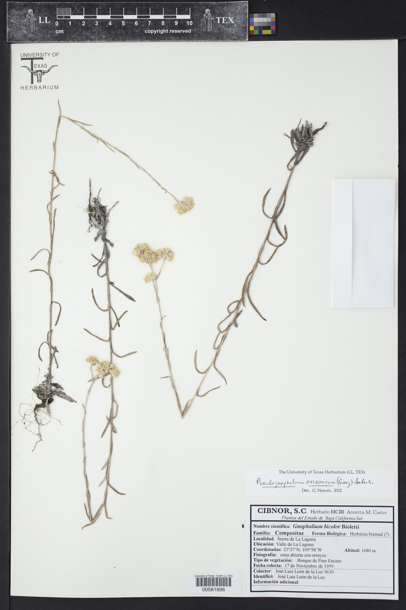 Arizona Cudweed photo 5