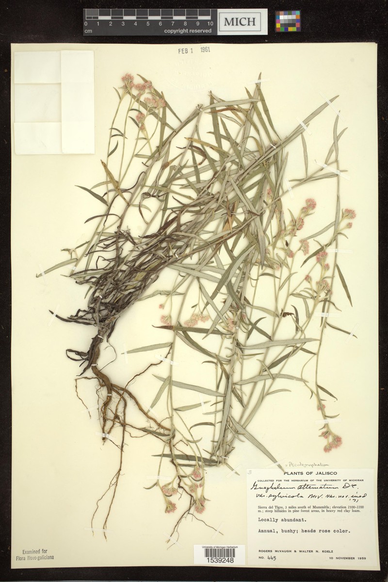 Pseudognaphalium attenuatum var. sylvicola
