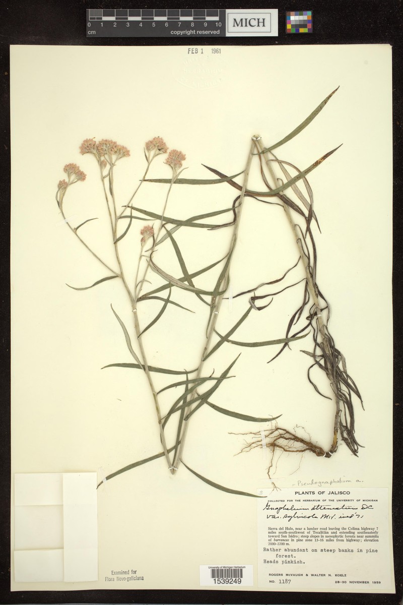 Pseudognaphalium attenuatum var. sylvicola photo 2