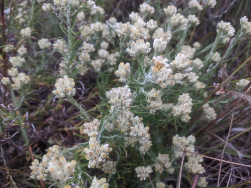 Texas Rabbit-Tobacco