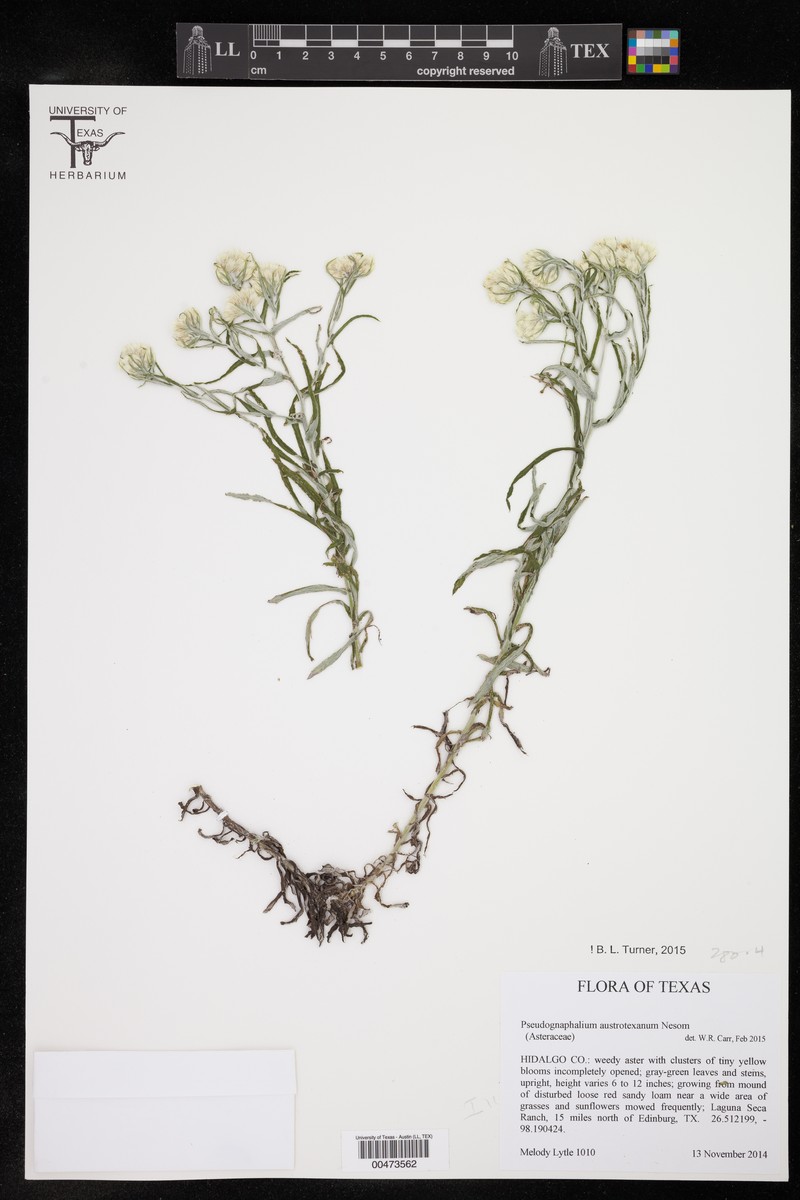 Texas Rabbit-Tobacco photo 2
