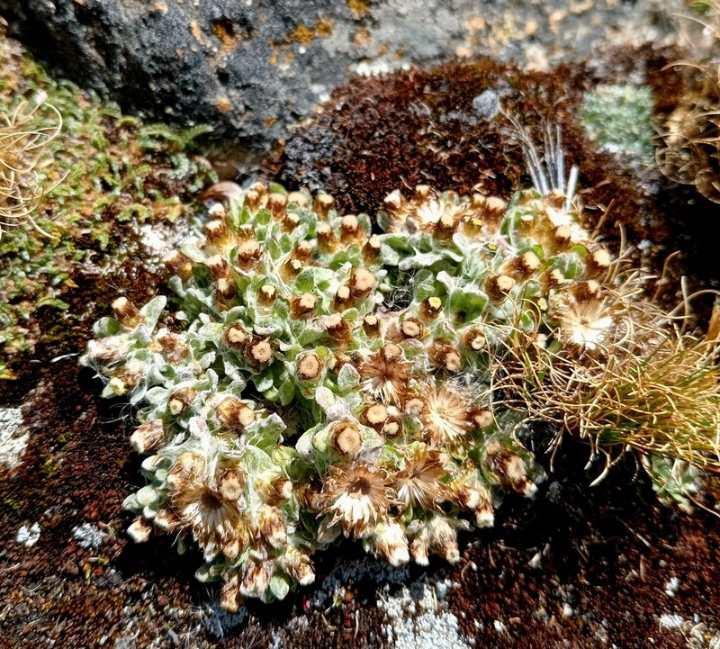 Pseudognaphalium badium