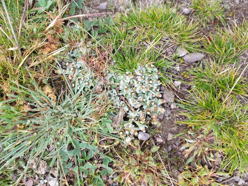 Pseudognaphalium badium photo 2