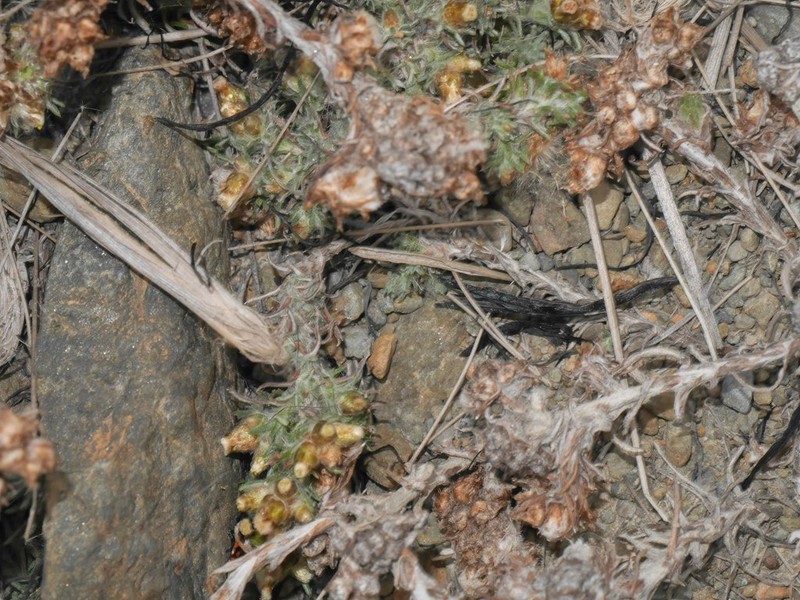 Pseudognaphalium badium photo 3