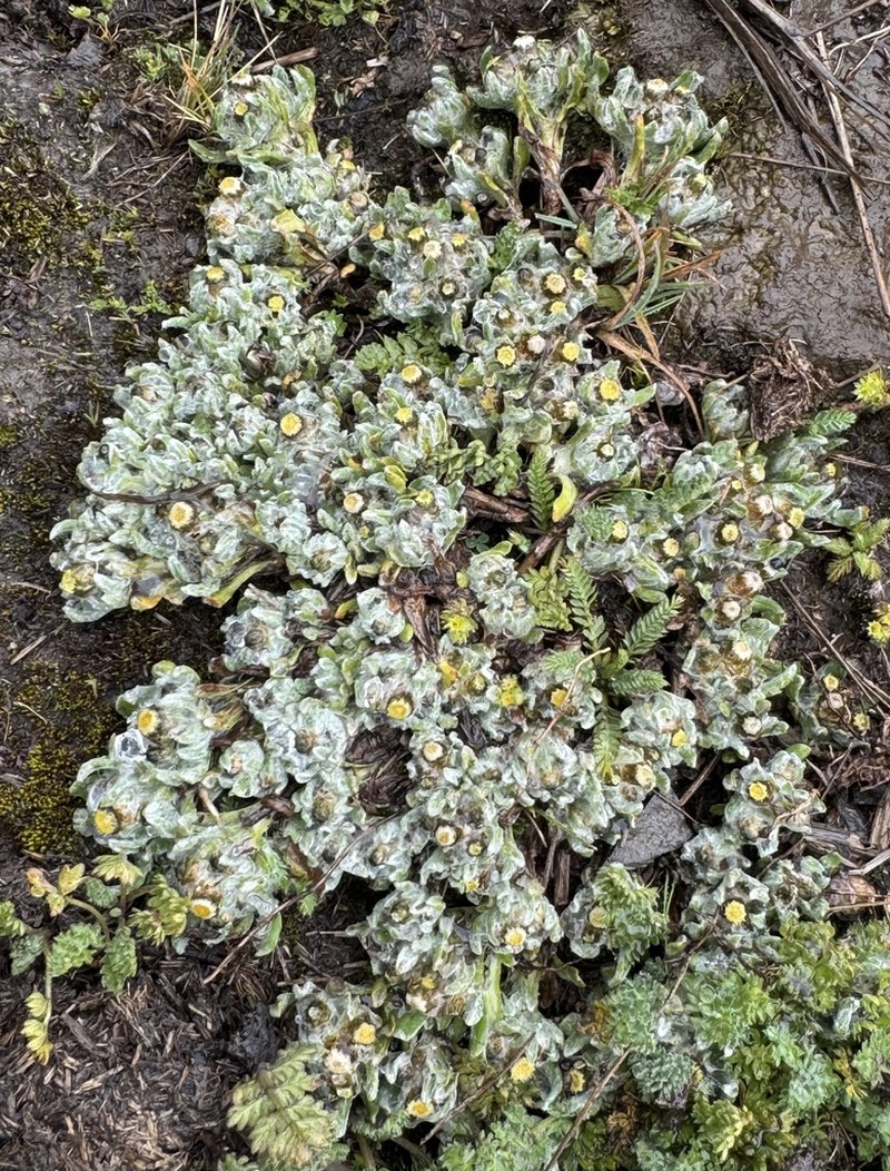 Pseudognaphalium badium photo 4