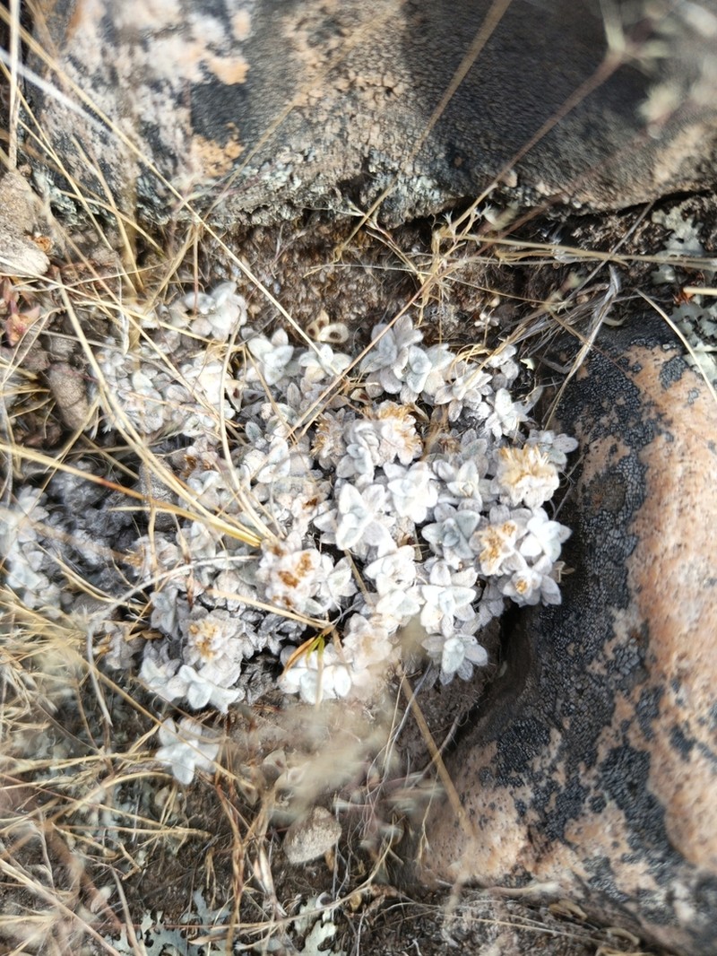 Pseudognaphalium badium photo 5