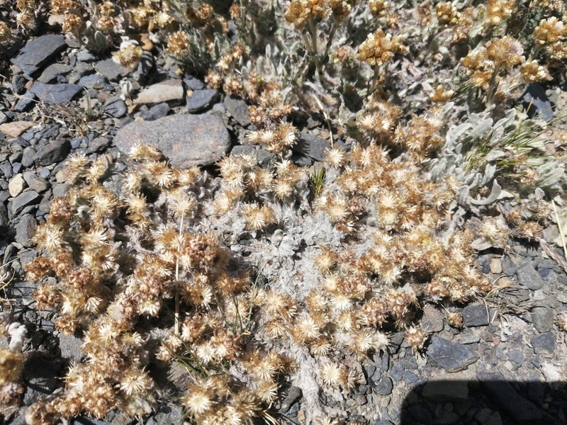 Pseudognaphalium badium photo 6